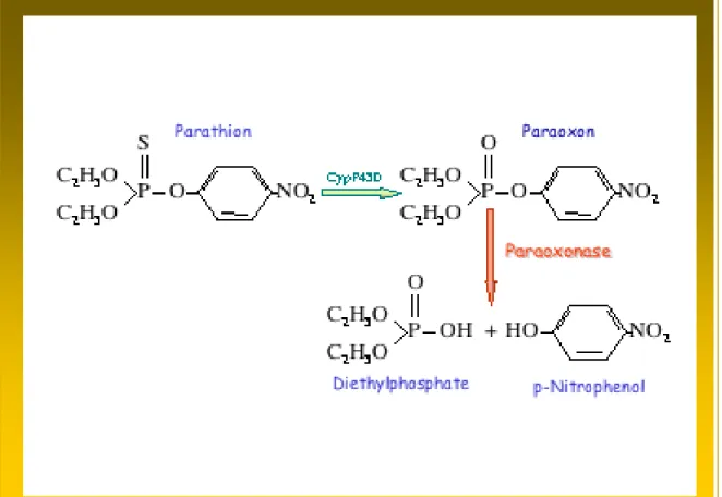 Figura 17 - Idrolisi enzimatica del paraoxon.
