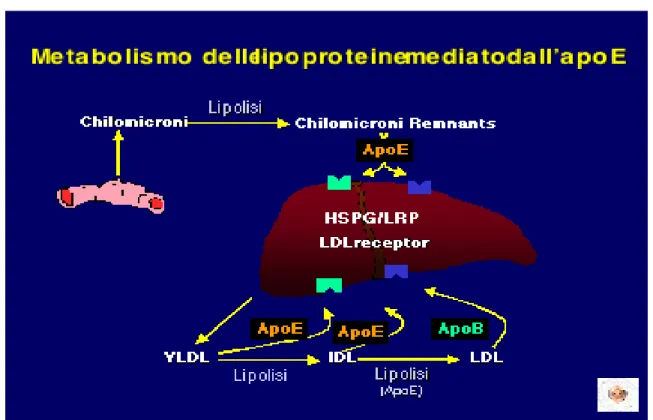 Figura 14 - Ruolo dell’ApoE nel metabolismo lipidico.