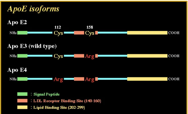 Figura 15 - Variazioni aminoacidiche e differenti isoforme dell'ApoE.