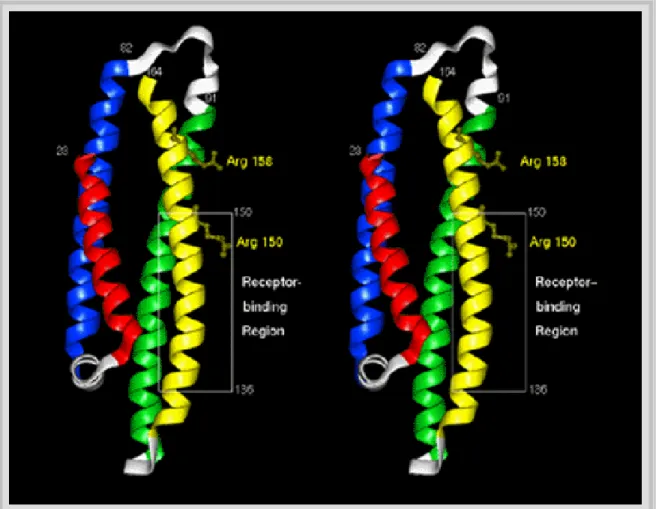 Figura 16 - Struttura dell’ApoE: sito di binding per il recettore delle LDL e residui mutati.