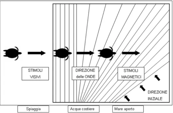 Figura 1.1: Stimoli orientanti utilizzati dai piccoli di tartaruga marina nelle tre fasi successive del 