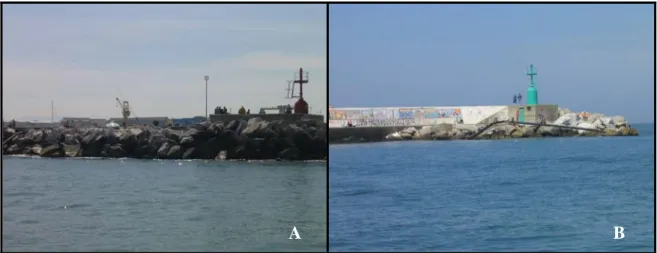 Fig 2.2 Stazioni di mitili naturali a Viareggio: A) molo, stazione adiacente alla zona di  dragaggio e B) porto, stazione all’interno dell’imboccatura del porto