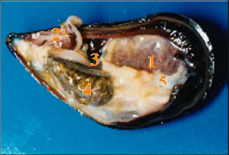 Fig. 2.9 Mitilo: organi interni (previa asportazione della branchia sinistra): 1) branchia  dx; 2) bisso; 3) piede; 4) epatopancreas; 5) muscolatura