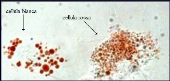 Fig. 2.12 Cellule bianche e cellule rosse nell’analisi del rosso neutro. 