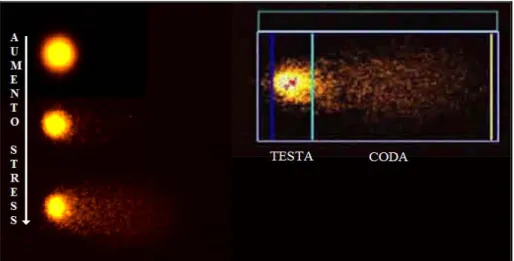 Fig. 2.15 Immagine al microscopio a fluorescenza delle cellule per l’analisi della cometa