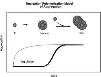 Fig. 8 La cinetica di aggregazione del processo fibrillogenico ha un andamento sigmoidale tipico delle  polimerizzazioni nucleazione-dipendenti caratterizzate da una fase di latenza, una fase di polimerizzazione e  una saturazione