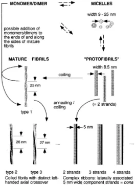 Fig. 10 Interpretazione schematica dello sviluppo morfologico e dei polimorfismi strutturali delle fibrille di  βA (Goldsbury et al., 2000)