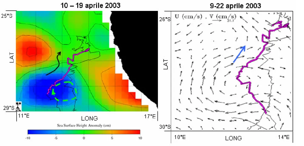 Figura  23.  Rotta  della  tartaruga  18262  nel  periodo  tra  il  9  e  il  22  aprile  2003,  sovrapposta  a  immagini  di  anomalie  dell’altimetria  dell’oceano  e  di  velocità  geostrofica  corrispondenti  al  passaggio dell’animale (ulteriori spieg