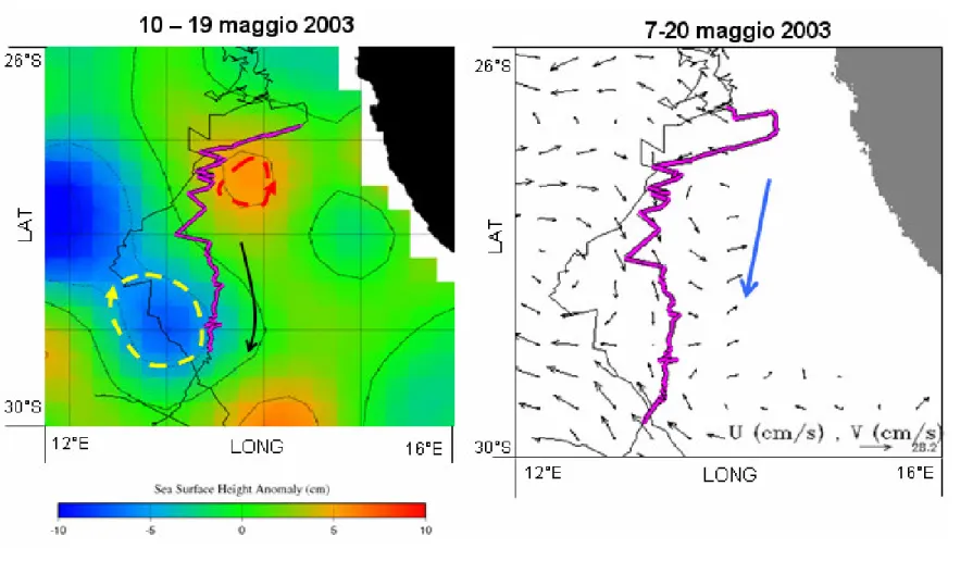 Figura  25.  Rotta  della tartaruga  18262  tra  il  7 e  il  20  maggio  2003,  sovrapposta  a  immagini  di  anomalie  dell’altimetria  dell’oceano e di velocità geostrofica corrispondenti al passaggio dell’animale (ulteriori spiegazioni come in fig
