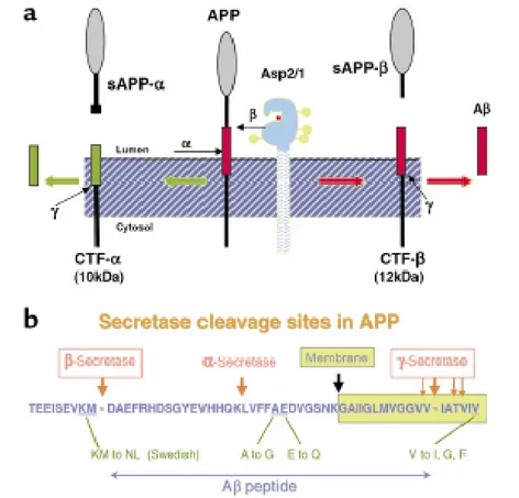 Fig. 5. APP Cleavage and Amyloid Domain  