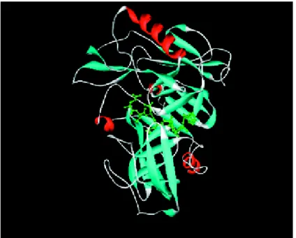 Fig. 7. X-ray crystal structure of β-secretase bound to inhibitor OM99-2 