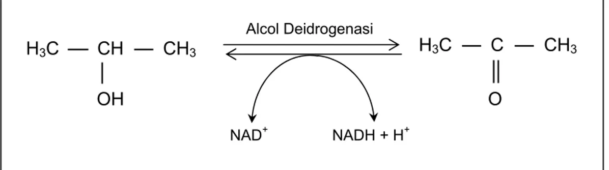 Figura 1.2  Schema di conversione dell’acetone ad alcol isopropilico attraverso 