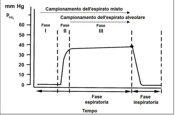 Figura 1.3  Profilo di concentrazione della CO 2  nell’espirato durante il processo 