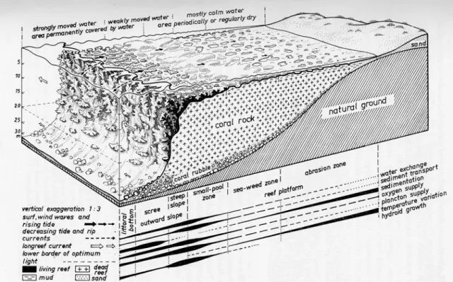 Figura 1.4. Tipica scogliera di frangenti. Il diagramma tridimensionale illustra la  struttura della scogliera, la zonazione e le principali condizioni ecologiche  presenti (da Mergner, 1971)
