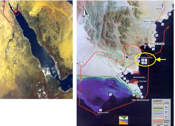 Figura 1.1. A sinistra: immagine satellitare del Mar Rosso, il cerchio rosso indica  la punta meridionale della Penisola del Sinai