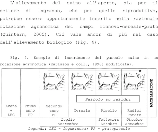 Fig. 4. Esempio di inserimento del pascolo suino in un  rotazione agronomica (Karlsson e coll., 1996; modificata)