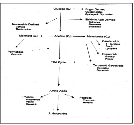 Figura 1: Relazioni tra le vie metaboliche primarie e secondarie nelle piante (da Collin, 2001)