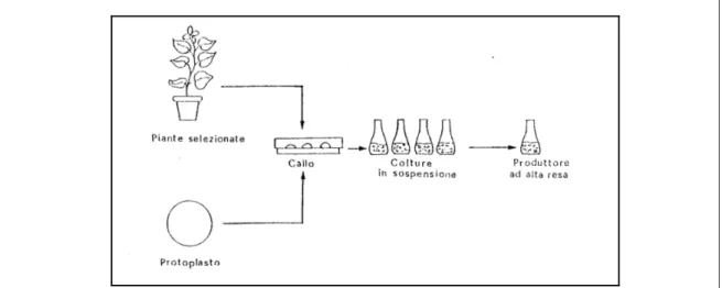Figura 1: : Rappresentazione schematica delle procedure per la preparazione di una coltura  cellulare in sospensione (da Falcone, 1990)