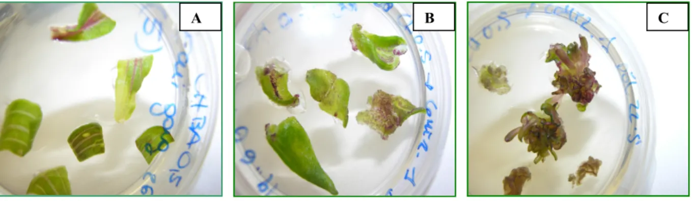 Figura 22: Induzione di callo rigenerante su substrato Ch 0,5 BA (0,5 mg/l BA). A) Pezzi di foglia su  substrato LS BA/2 (0,25 mg/l BA); B) Inizio di organogenesi indiretta con presenza di spots viola sulla 