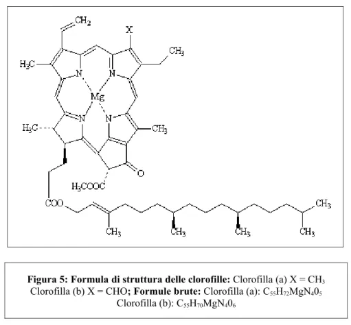 Figura 5: Formula di struttura delle clorofille: Clorofilla (a) X = CH 3 