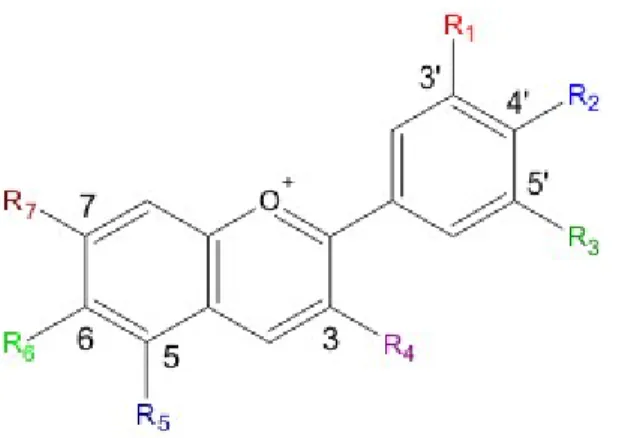 Figura 7: - Il catione flavilio: R1 e R2 sono H, OH, o OCH3; R3 è un glicosile o H; R4 può essere o  OH o un glicosile.