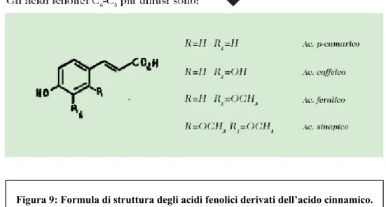 Figura 9: Formula di struttura degli acidi fenolici derivati dell’acido cinnamico.