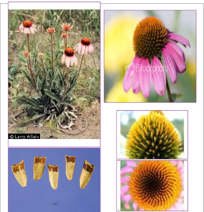 Figura 9: E.angustifolia : a) in alto a sinistra: pianta; b) in alto a destra: particolare di fiore; c) in  basso a sinistra: particolare di acheni; d) in basso a destra: due particolari di brattee pungenti del 
