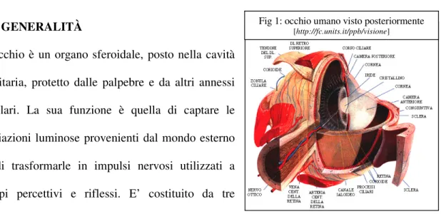 Fig 1: occhio umano visto posteriormente 