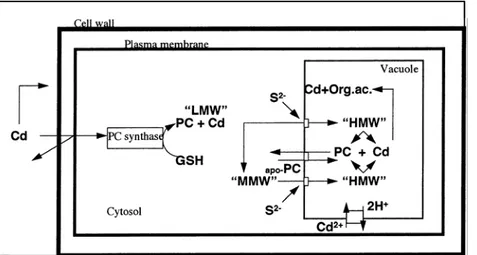 figura 1-3: rappresentazione schematica dei meccanismi coinvolti nella chelazione del Cd e della sua  compartimentalizzazione nel vacuolo (Sanità di Toppi et al.,1999) 