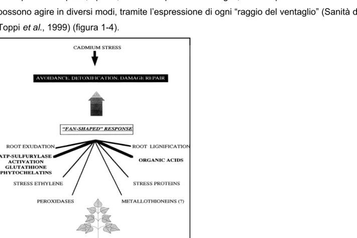 Figura 1-4: “risposta a ventaglio” (fan-shaped response) di piante esposte a Cd (Sanità di Toppi et 