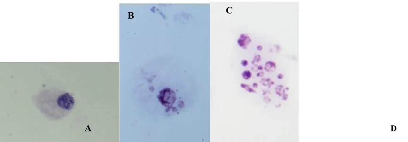 Figura  11:  cellule  branchiali  di  Unio  pictorum.  A)  24  h  dal  prelievo  presso  il  lago  Maggiore;  B),C),D)  dopo  la  stabulazione  e  dopo il trapianto nei siti di studio (X 800)
