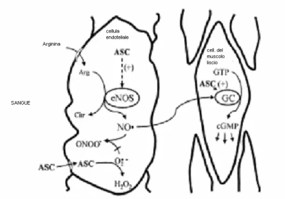 Figura  2.14:  Il  ruolo  della  vitamina  C  nella  riduzione  dei  perossidi  nei  mitocondri;  Arg:  arginina,  Citr:  citrullina,  ASC:  ascorbato,  eNOS:  NOS  endoteliale,  GTP:  guanosina trifosfato, cGMP: guanosina monofosfato ciclica, GC: guanosin