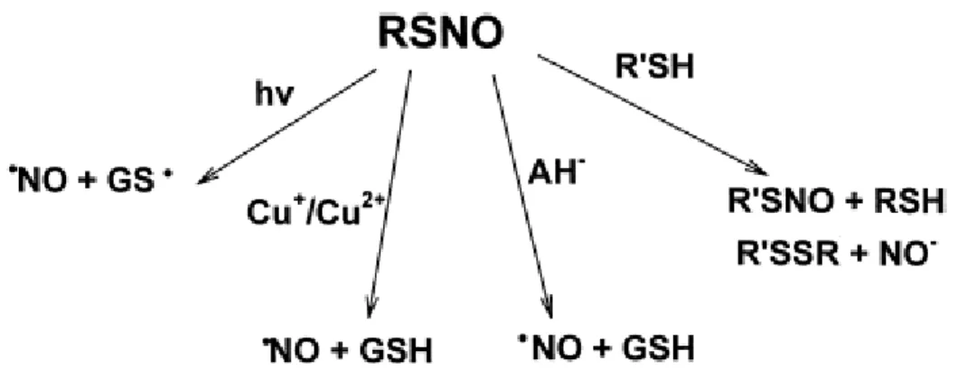 Figura 2.7: reazioni di decomposizione non enzimatiche dei nitrosotioli. Rilascio di  NO, di NO -  e transnitrosilazione 