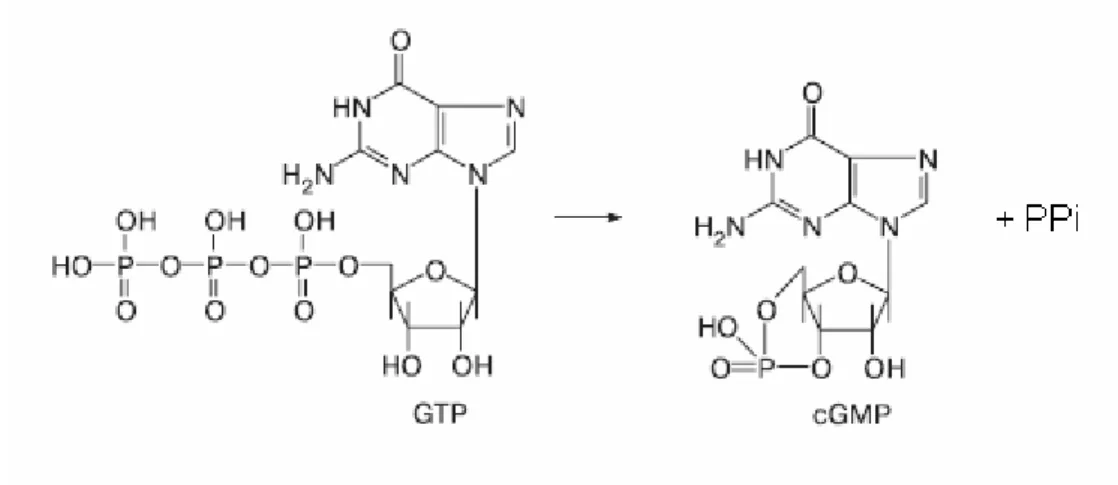Figura 1.8: Attività della guanilato ciclasi solubile: sintesi della guanosina  monofosfato ciclica a partire dalla guanosina trifosfato 