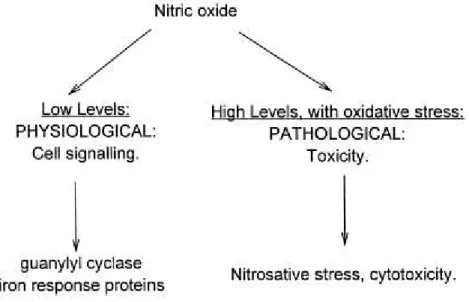 Figura 1.11: effetti fisiologici ([NO]&lt;500nM) e patologici ([NO]&gt; 1uM) del NO 16   