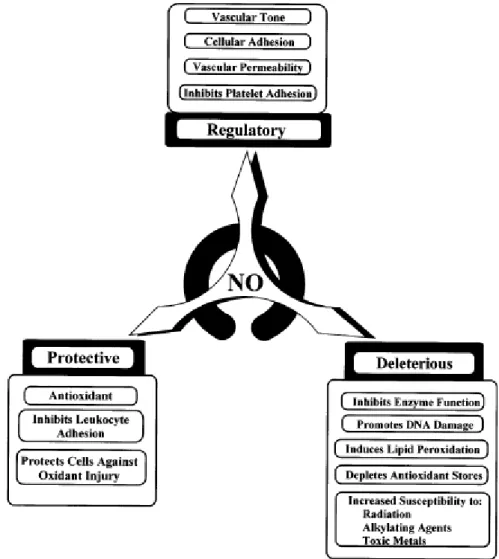 Figura 1.1: La chimica fisiologica del monossido di azoto: effetti biologici regolatori,  protettivi e tossici