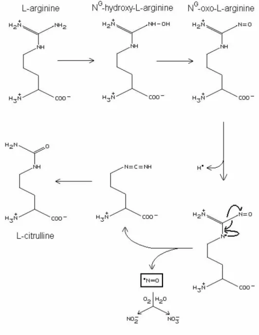 Figura 1.4: La sintesi del monossido di azoto in vivo in dettaglio 