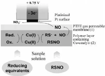 Figura 3.6: Sensore amperometrico a membrana PTFE per la determinazione di NO 130