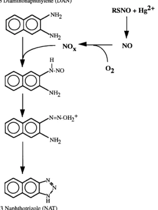 Figura 3.8: Reazione della DAN con S-nitrosotioli 140