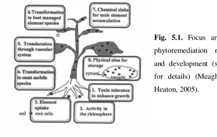 Fig.  5.1.  Focus  areas  for  phytoremediation  research  and  development  (see  text  for  details)  (Meagher  and  Heaton, 2005)