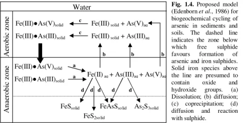 Fig.  1.4.  Proposed  model  (Edenborn et al., 1986) for  biogeochemical cycling of  arsenic  in  sediments  and  soils