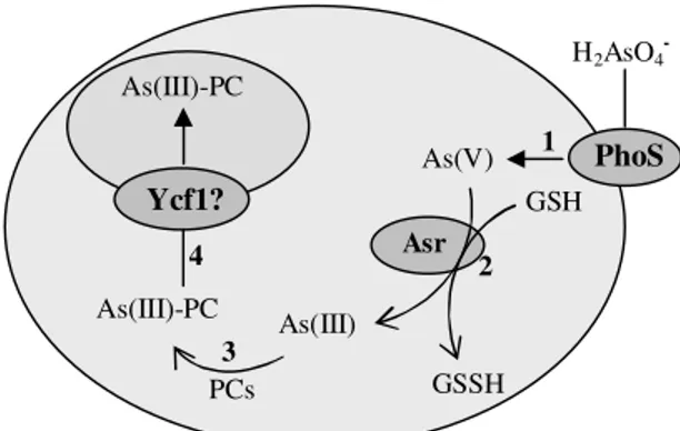 Fig.  1.5.  Arsenate  tolerance  mechanisms  in  hypertolerant  plant  cells.  1)  Reduced  entrance of arsenate in the cell  via  suppression  of  phosphate  transporters