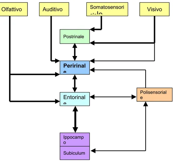 Figura  14  Diagramma  del flusso  d’informazioni sensoriali tra  le  aree  sensoriali, la  peririnale e l’ippocampo