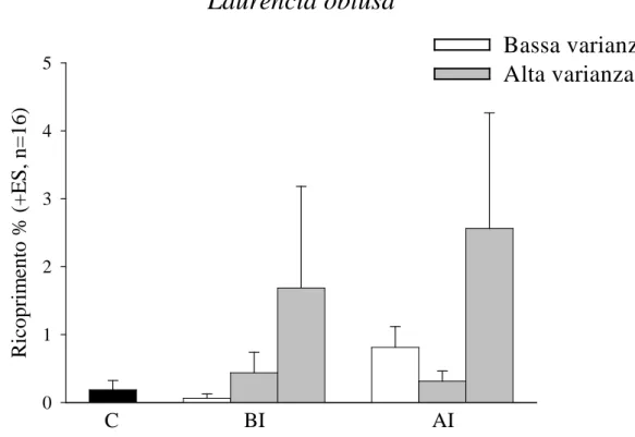 Fig: 3.4 Abbondanza media di Laurencia obtusa nei trattamenti sperimentali. 