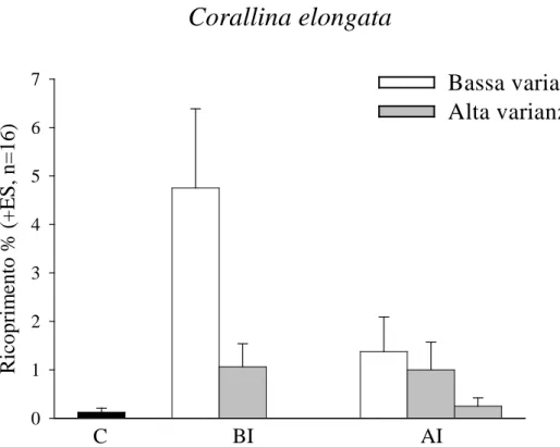 Fig: 3.5 Abbondanza media di Corallina elongata nei trattamenti sperimentali. 