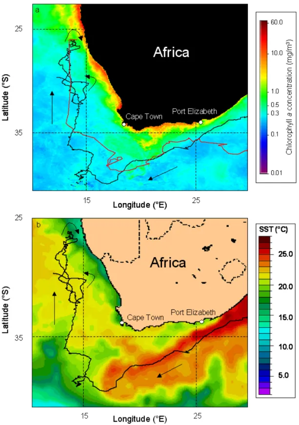 Fig. 3.1.7  (a) Final part of the routes of turtles Sandra (red) and Sara (black) as they  entered the southern Atlantic Ocean