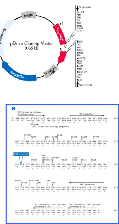 Fig.  10:  Mappa  e  siti  di  restrizione  del  plasmide  prive  Cloning  Vector  (dal  manuale  Qiagen)