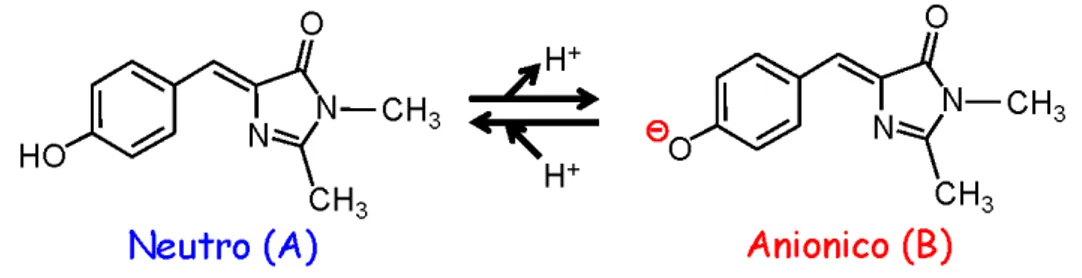 Figura 1.6: Le due forme del cromoforo della GFP coesistenti all’equilibrio: protonata (A) ed anionica (B)