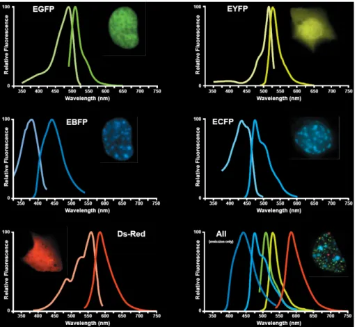 Figura 1.14: Alcune proteine rappresentative delle diverse classi: spettri di assorbimento e di fluorescenza (normalizzati al picco principale) e immagini al microscopio di cellule con esse transfettate (da [15]).