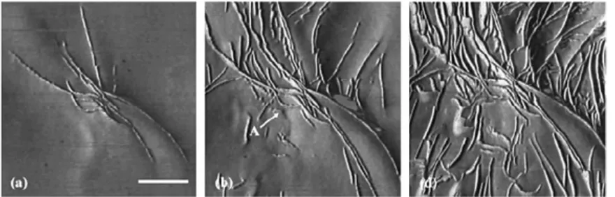 Figure 3.4: AFM images related to the in-filling process which happens during the growth of spherulites